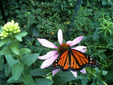Butterfly Scatter Garden
